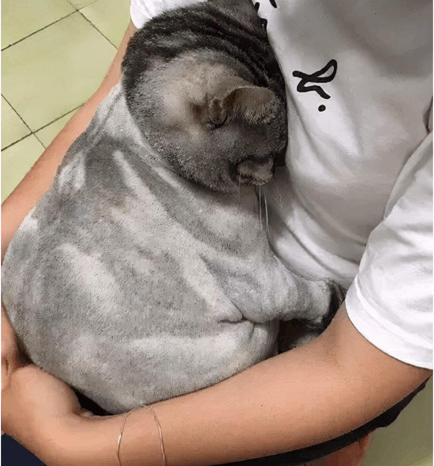 给猫咪剃毛会有哪些危害,一年的猫咪掉毛很严重需求剃毛吗