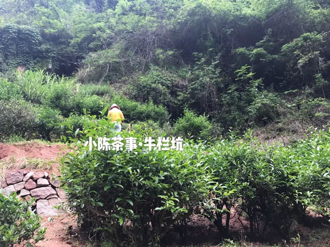 普洱茶古树茶小众山头,普洱茶古树茶与台地茶的区分在哪