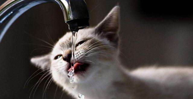 猫咪尿液怎么处理,猫咪尿液沉淀有血