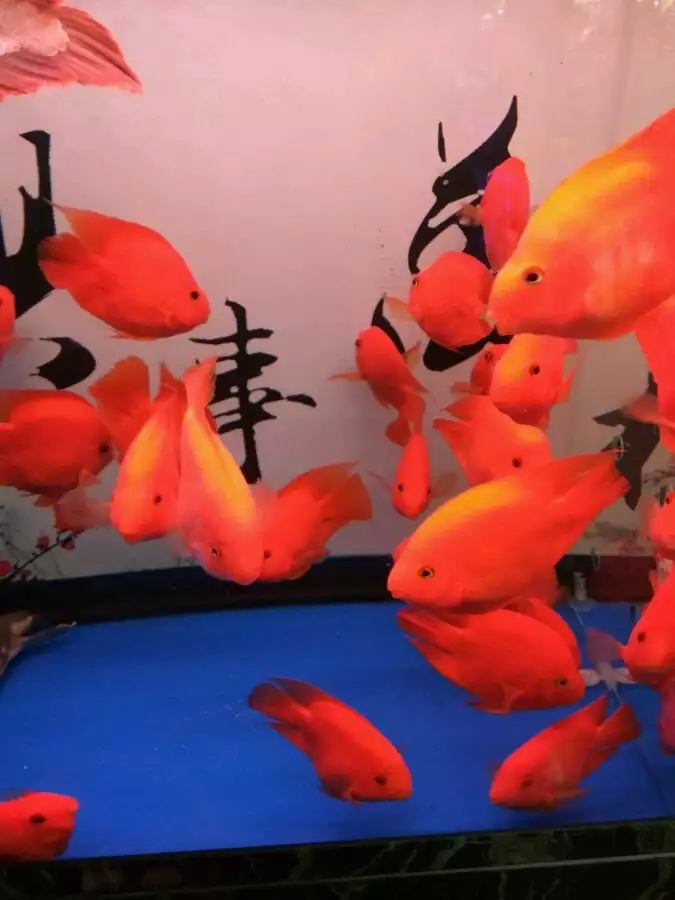 红鹦鹉鱼哪个品种最好,血鹦鹉鱼适合和什么鱼混在一起