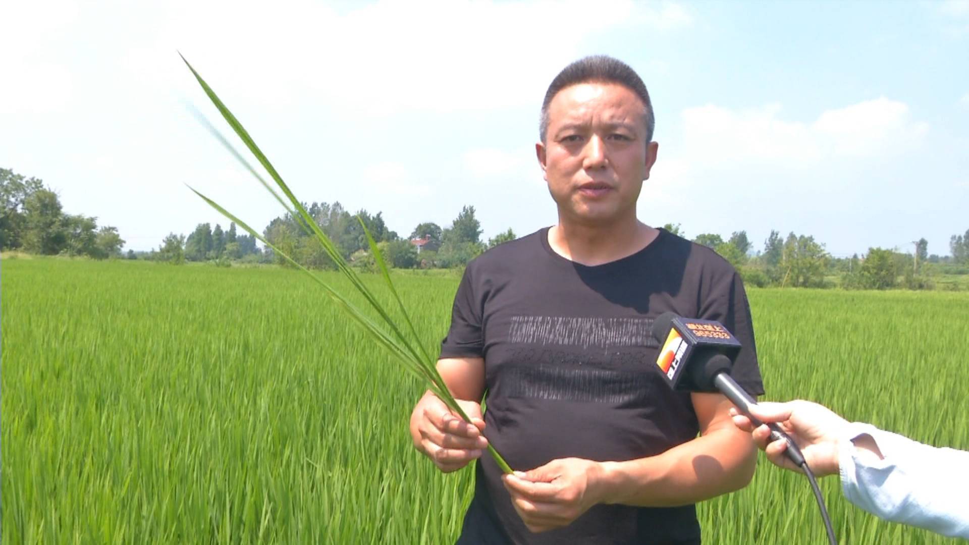 抽穗扬花期遇到高温炙烤怎么办？老农不走寻常路，“迟到”播种法收获奇效！巧避高温热害，还能增产20%