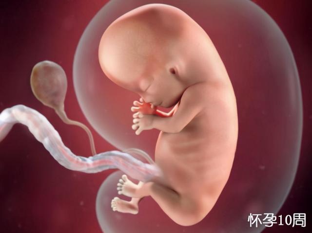 胎儿在母体内长大图片,胎儿在体内如何发育视频