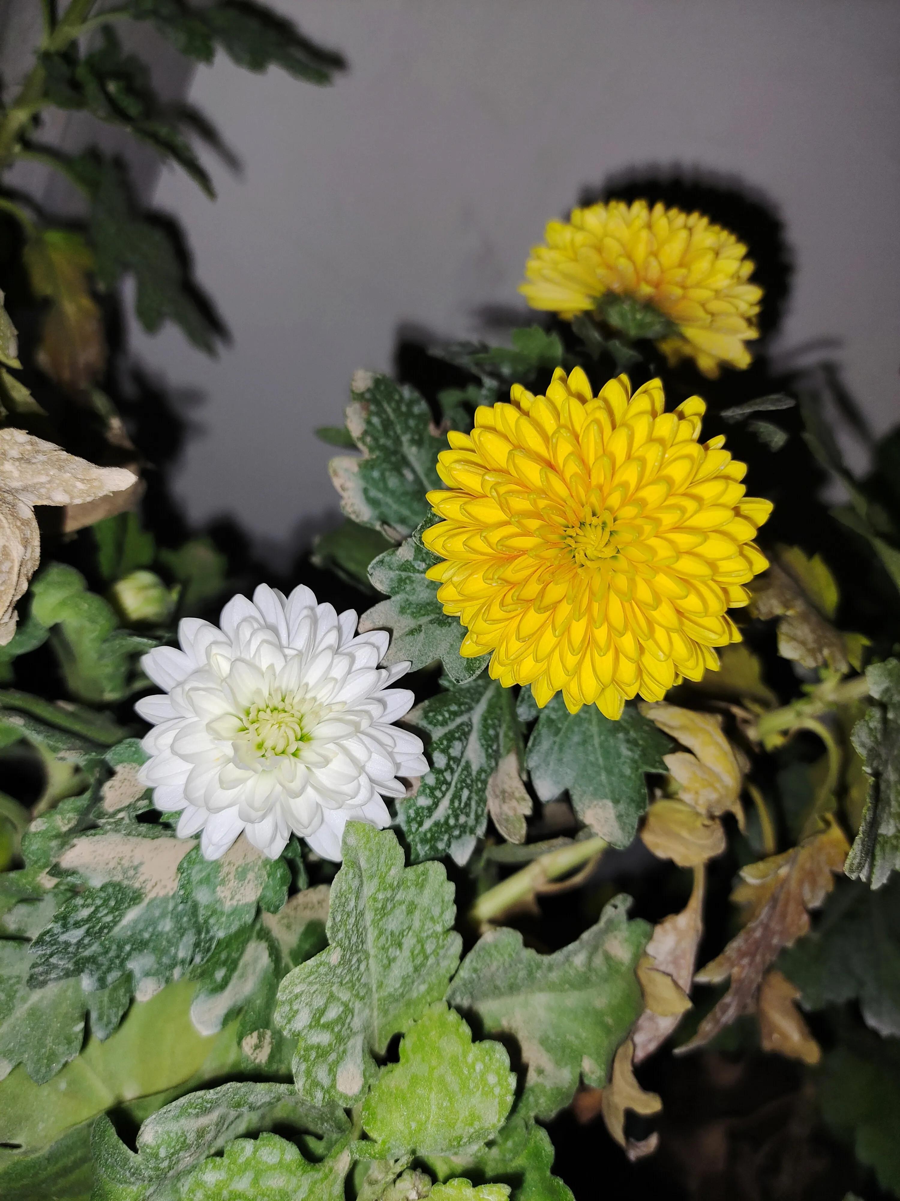 拼多多1元菊花苗,拼多多菊花花苗哪家强