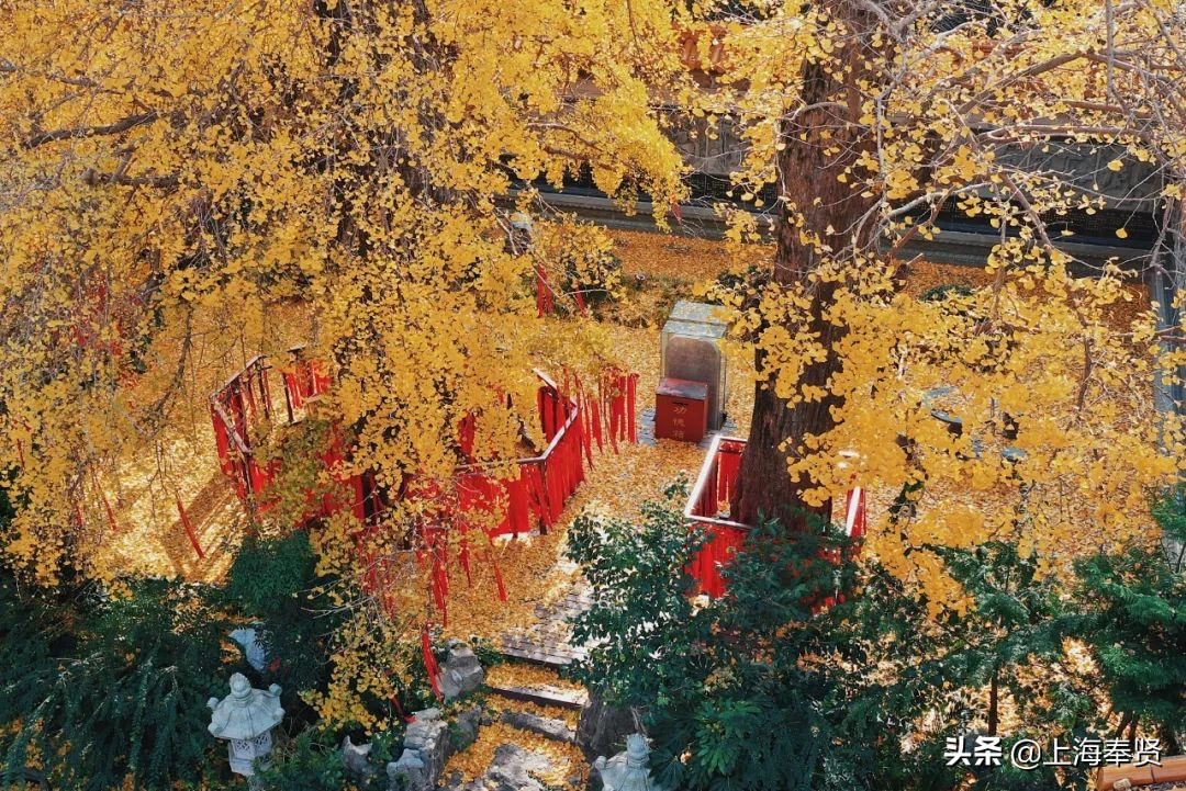 “秀木参天满目娆，落黄漫舞万千娇”二严寺600多年的雌雄古银杏，看了就移不开眼