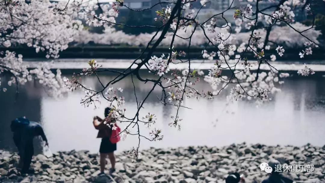 春暖花开赏玉兰,春暖花开我们依旧自由赏樱