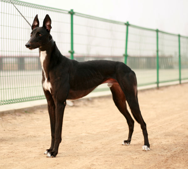 灵缇犬纯种有什么特征,灵缇高级猎犬需求会什么技能