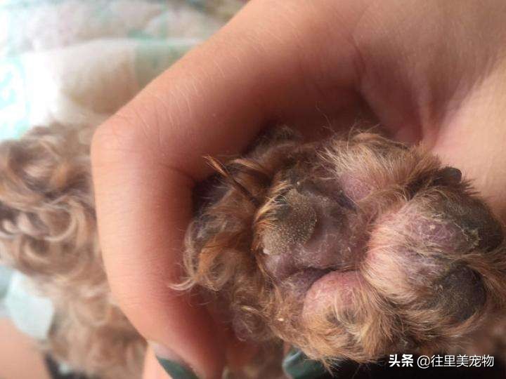 怎么分辨泰迪贵宾犬纯不纯,泰迪和贵宾犬有什么区分呢