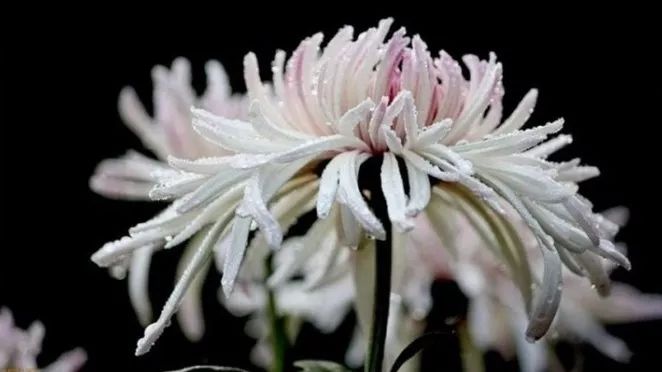 深秋时节的菊花展诗情画意,秋日赏菊30幅菊花图