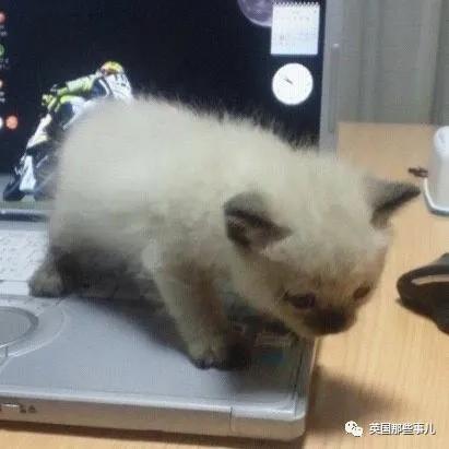 养暹罗等于养好几种猫,重庆暹罗猫变黑了还能白回来吗