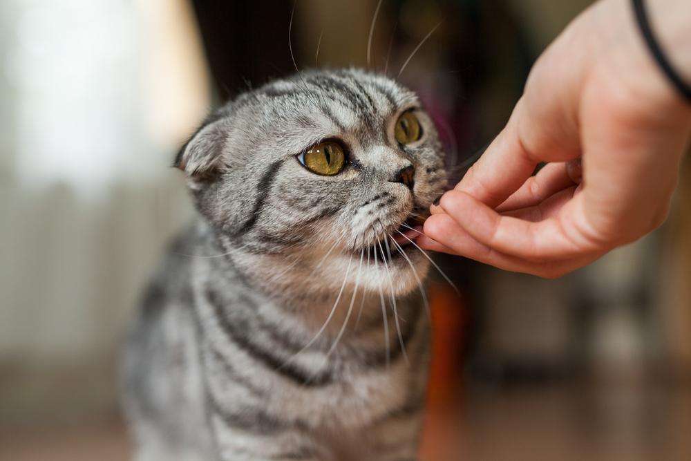 猫咪特别怕人警惕性很高怎么办,如何让猫咪不怕人的三个方法