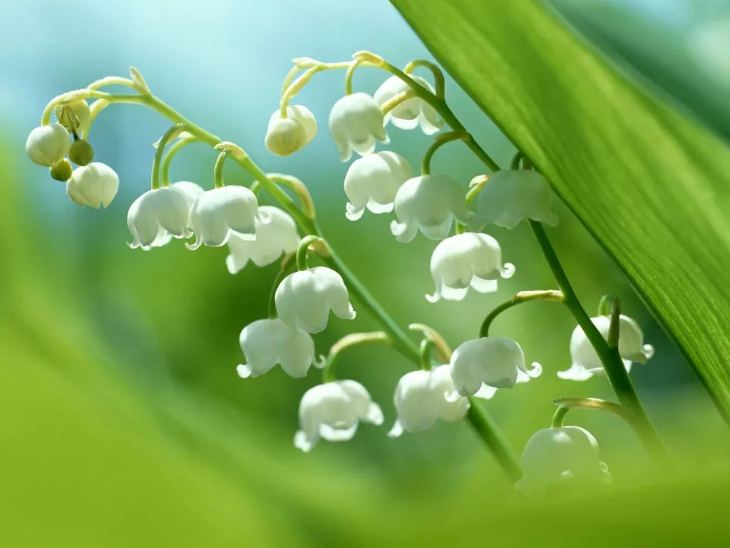 50种鲜切花花语，每个花艺师都要知道