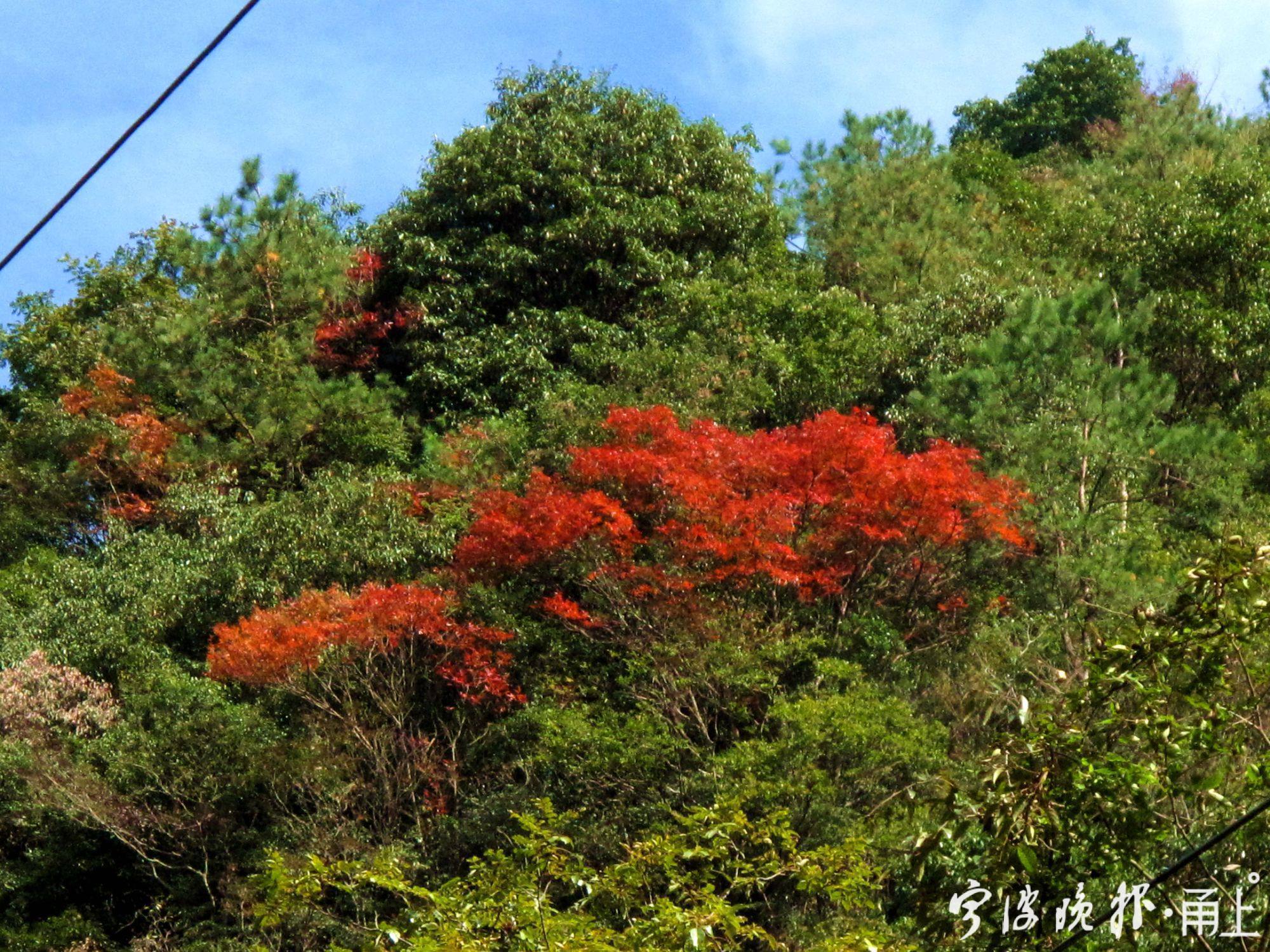 四明山美景,宁波四明山枫叶美景