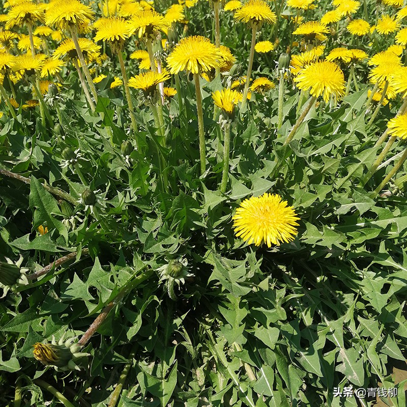 吉林蒲公英种植基地,贵州蒲公英种植技术