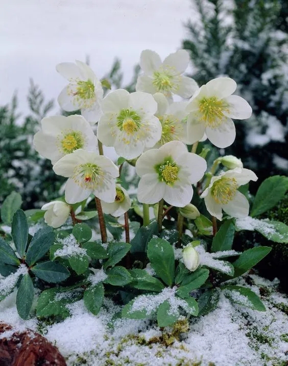 大雪天能种的植物,迷你玫瑰是不是一年四季都能开花