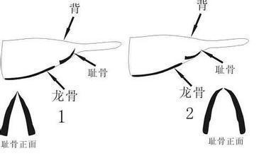 信鸽怎么看好坏,信鸽好不好眼睛怎么看