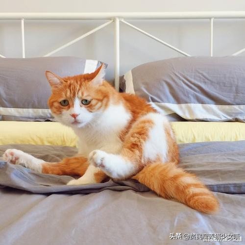 猫咪拉肚子医生给了益生菌,猫咪拉稀喂蒙脱石散需求禁食吗