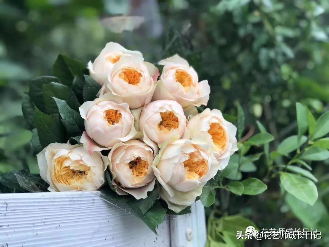 黄颜色的玫瑰是啥品种,浅黄色玫瑰有什么品种