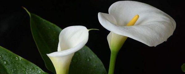 马蹄莲夏天能不能种,马蹄莲夏天可以移盆吗