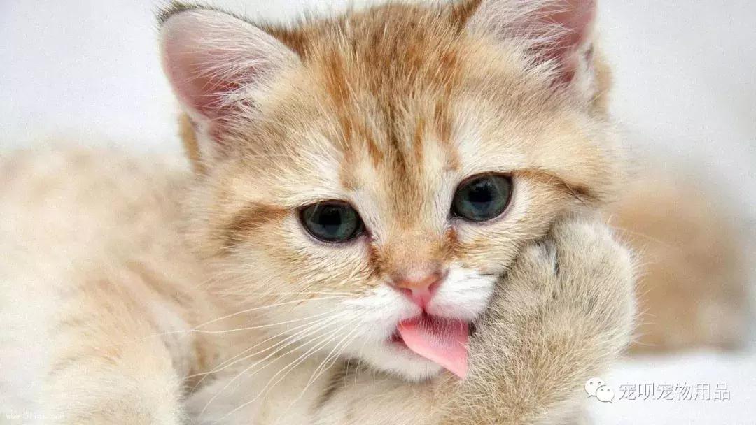 猫咪泌尿疾病怎么治疗,猫咪常见的疾病有哪些