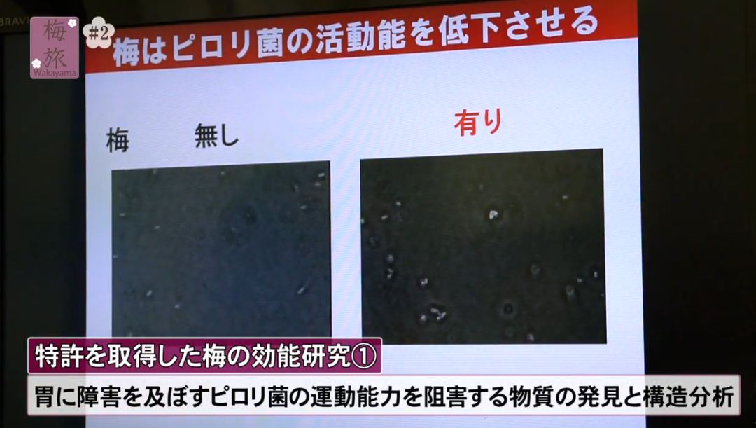 日本这个村种梅子每户年收16万，还种出了“世界文化遗产”
