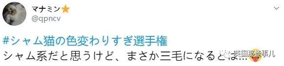 养暹罗等于养好几种猫,重庆暹罗猫变黑了还能白回来吗