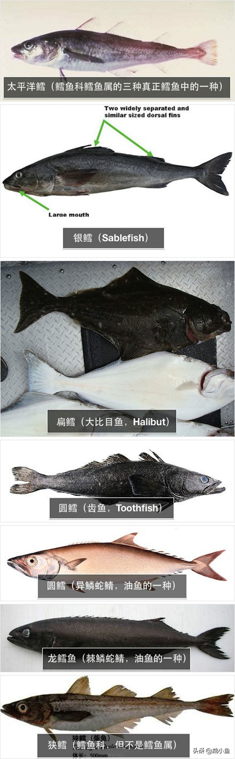 科普深海鱼图,鳕鱼和真鳕的区分