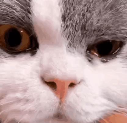 “因为一句话，我家猫在监控前守了一夜，彻夜未眠”