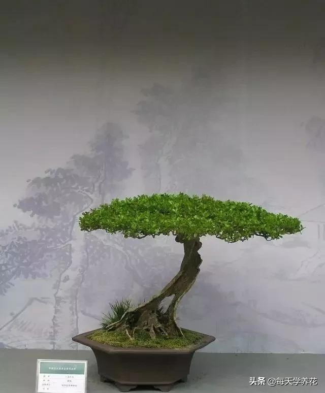 盆景黄杨摘心怎样摘,黄杨树枝条太密修剪