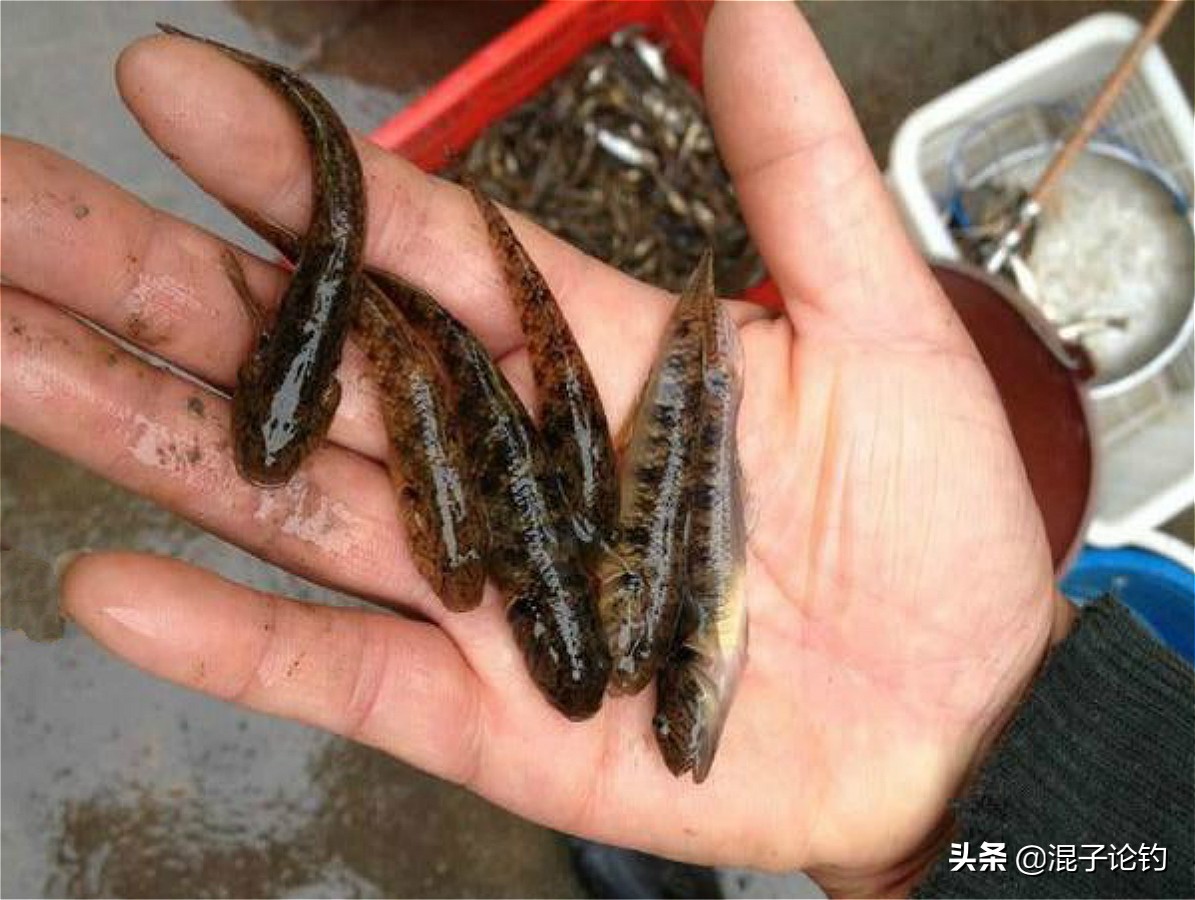 活饵钓鲈鱼技巧新手入门,用假饵野钓鲈鱼的方法