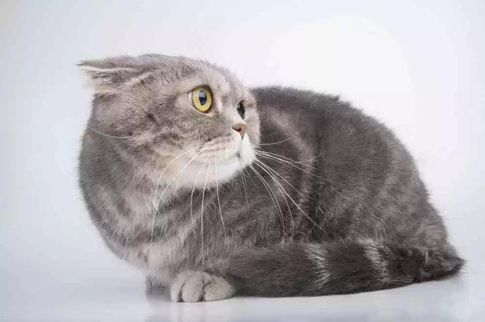 猫咪特别怕人警惕性很高怎么办,如何让猫咪不怕人的三个方法