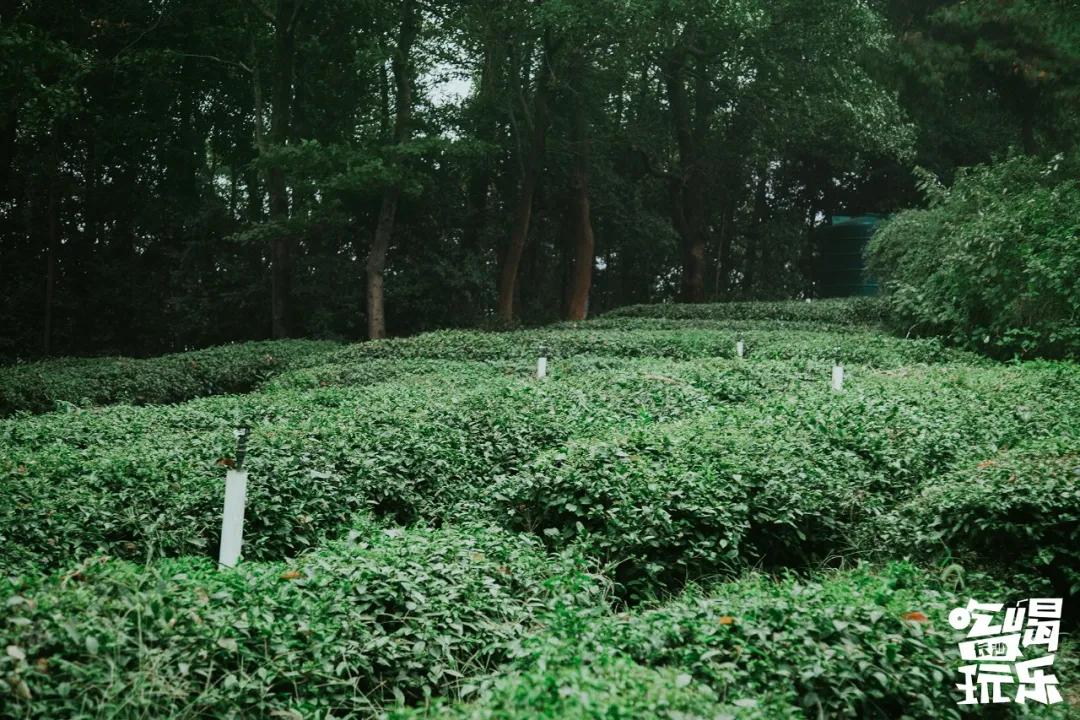 长沙放空自己去哪里,五一长沙人去哪儿玩推荐