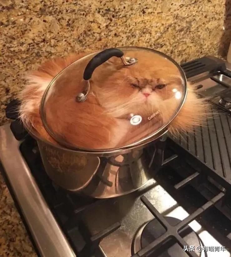 众所周知猫是液体吗,众所周知猫都是液体