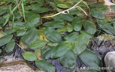 地里的野菜不认识拍照片怎么查,农田常见100种杂草图谱名称及作用