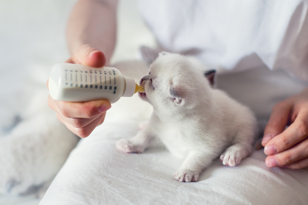 猫咪生产时间怎么计算,猫咪怀孕一般周期多久