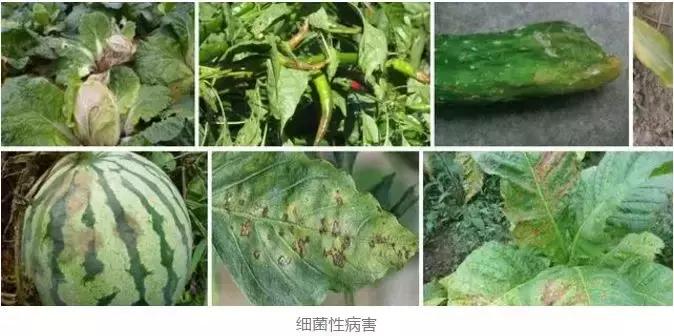 细菌病害最好的药,预防细菌病害用什么药