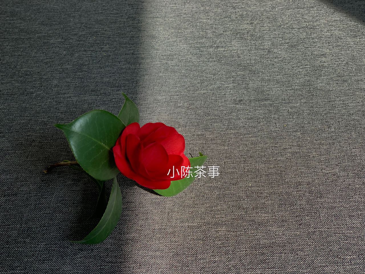 武夷岩茶大红袍紫砂壶怎么冲泡,大红袍武夷岩茶的冲泡方法