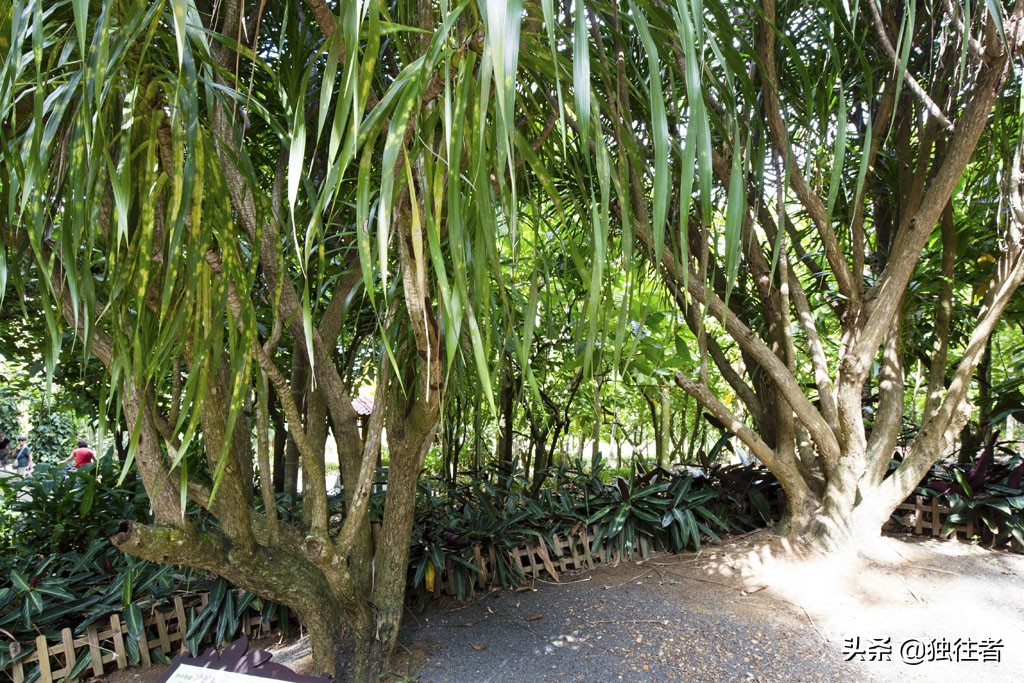 热带植物的百科全书，匪夷所思的植物王国，兴隆热带植物园