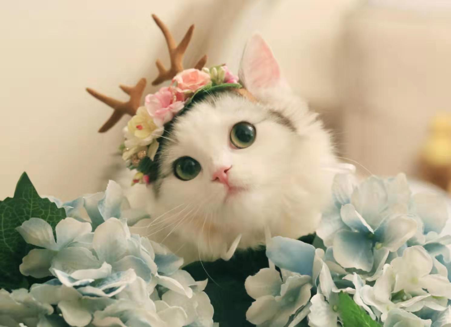 为什么最好别养猫 (为啥劝你别养猫)