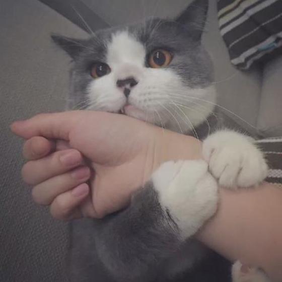 猫咪不出门需求驱虫吗,不出门的猫咪还用驱虫吗
