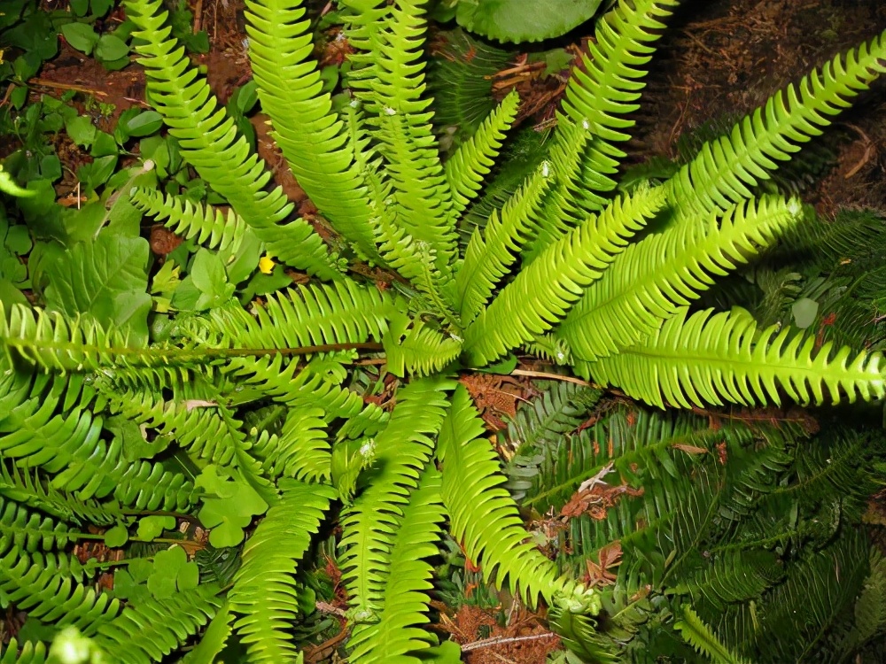 刚买回来的植物叶子变黄了怎么办,蕨类植物叶子边缘黄了咋回事