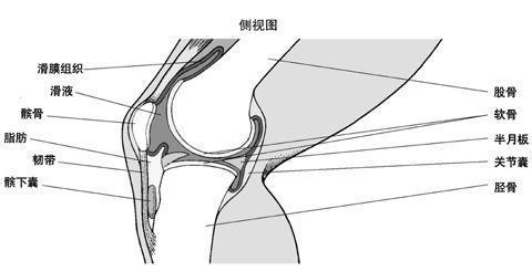 跳绳后膝盖后面的一整根筋疼,跳绳膝盖疼痛吃什么药