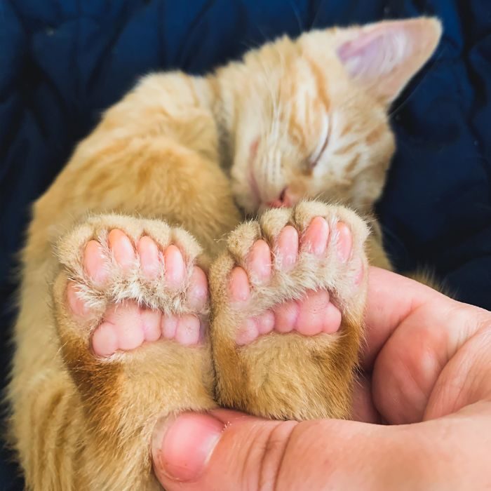 四只耳朵的猫有多稀有,四只耳朵的猫科动物