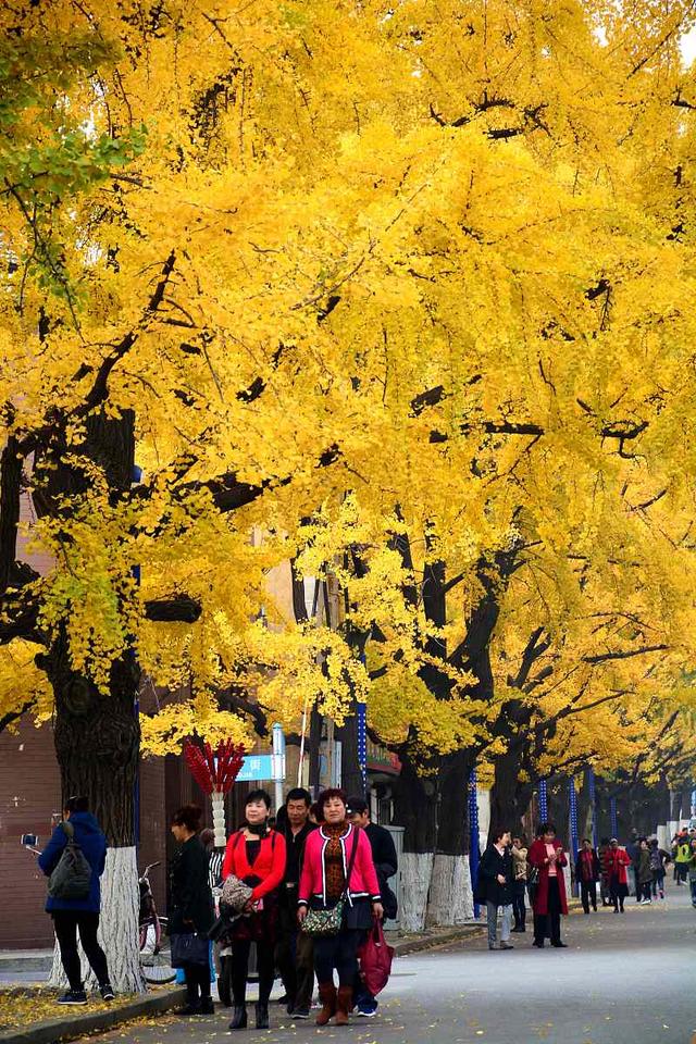 国家地理100个最美景观摄影点,全国银杏观赏地图