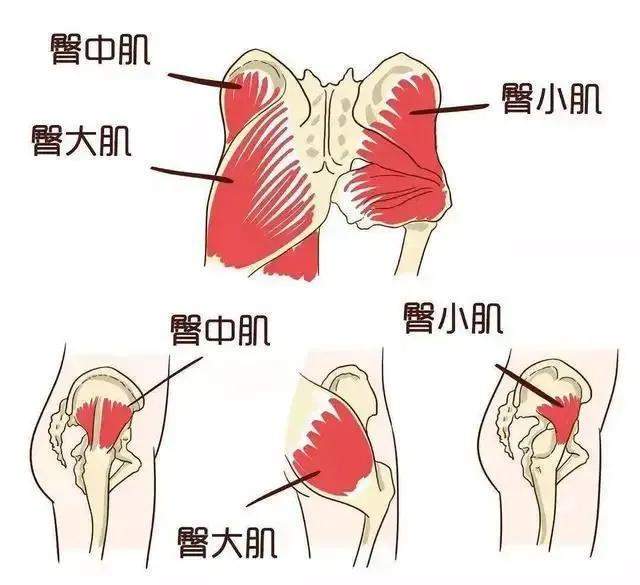 怎么样的臀部属于翘臀,怎样拥有一个完美的臀型