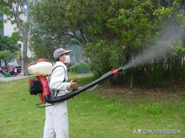 小区树上长很多白蚁哪个部门处理,山林发现白蚁应该找什么部门处理