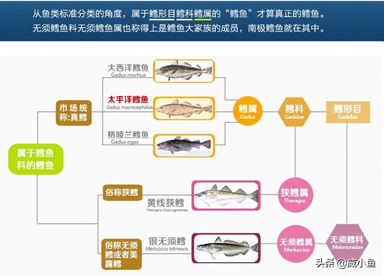 科普深海鱼图,鳕鱼和真鳕的区分