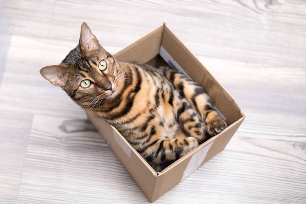 你不知道的猫咪小常识,你不知道的猫咪冷知识动漫