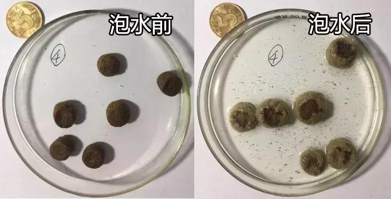 now和go区分,now和go猫粮哪个更好