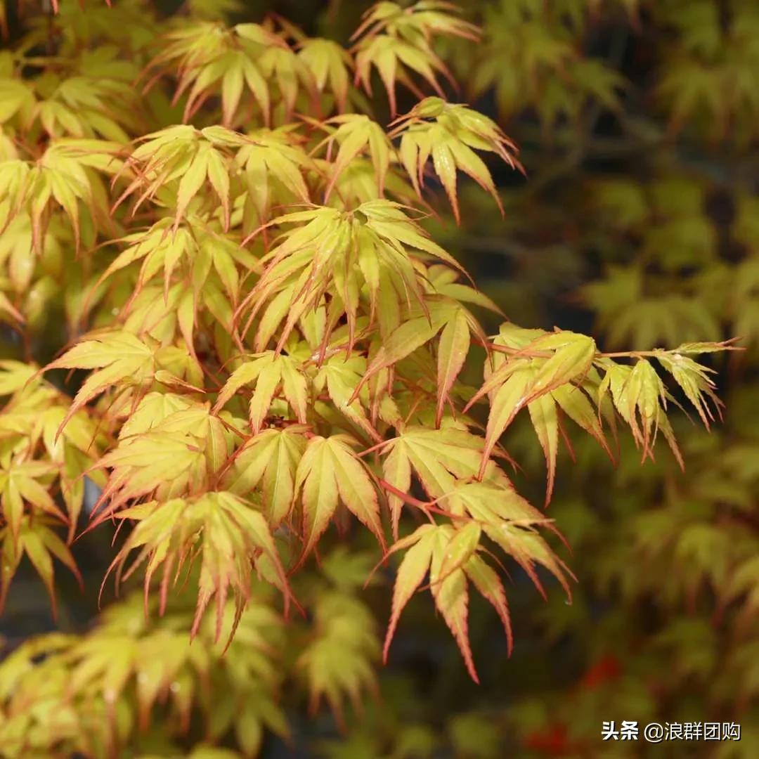 中式庭院藤类植物,枫树和紫藤