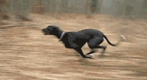 灵缇犬纯种有什么特征,灵缇高级猎犬需求会什么技能